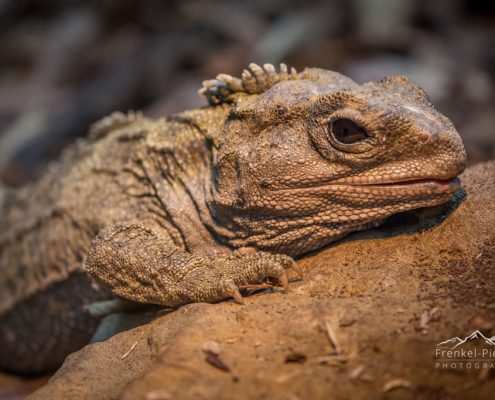 Neuseeland Reptil I Andreas Frenkel-Piesch Photography